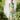 Aya lea silk maxi dress by the dreamer label