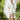 the dreamer label zima shorts in sea