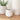 Flax Amity Cup 9cm