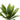 This close up view highlights the detailed texture and lifelike form of the green agave succulent leaves.