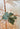 Antoinette Mini Flower Clip Sage crafted from soft fabric in a lovely sage tone with gold-glittered edges, styled on a decorative tree branch.