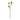 Fig Branch without leaf