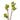 Fig Branch without leaf