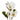 This close up view highlights the detailed white magnolia blooms and textured green leaves of the river spray.