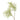 Smoke Tree Spray in green showing detailed branching texture for decorative botanical displays.