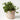 Jones & Co Spot Pot in Nectarine and Aqua, a terracotta indoor planter with a colorful polka dot design and textured tweed base, styled with a trailing green plant.