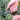Hands using stainless steel garden snips to harvest and trim fresh green kale.