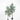 papaya olive tree - available at the white place