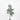 small papaya olive tree